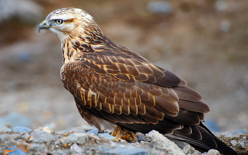 سارگپه پابلند -Long-legged Buzzard Buteo rufinus