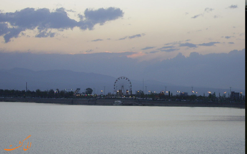 گیاهان گیاهان