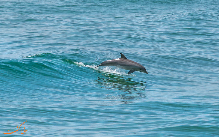 ماجرای دزدین دلفین در چین