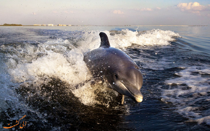 دزدیدن دلفینی در چین