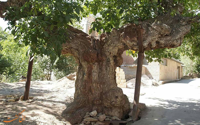 درخت گردو
