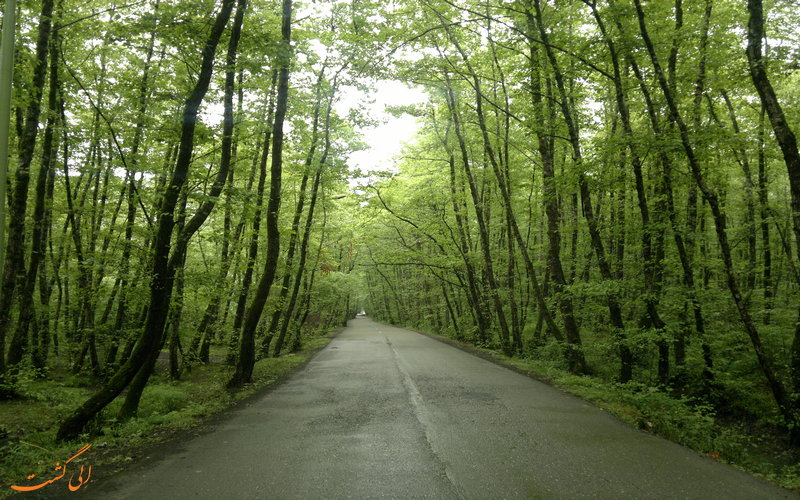 گیسوم گیسوم