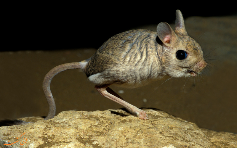 گوبی جربا گوبی جربا