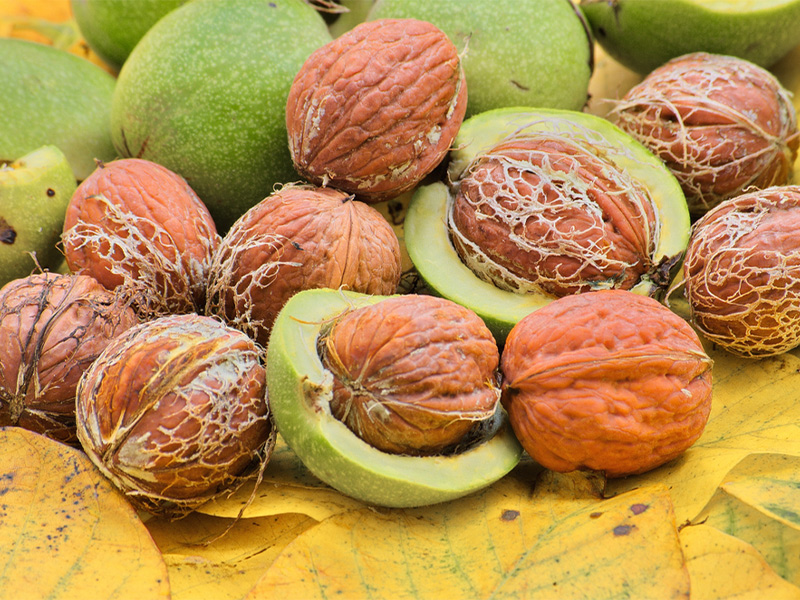 دیدنی های شهمیرزاد - الی گشت