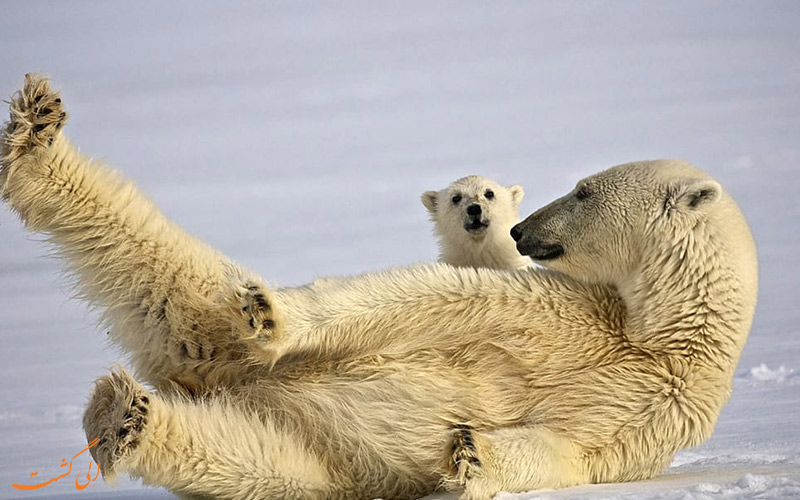 گردشگری-حیات-وحش - Polar Bears گردشگری-حیات-وحش - Polar Bears