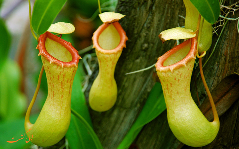 نمونه ای از گیاهان گوشتخوار نمونه ای از گیاهان گوشتخوار