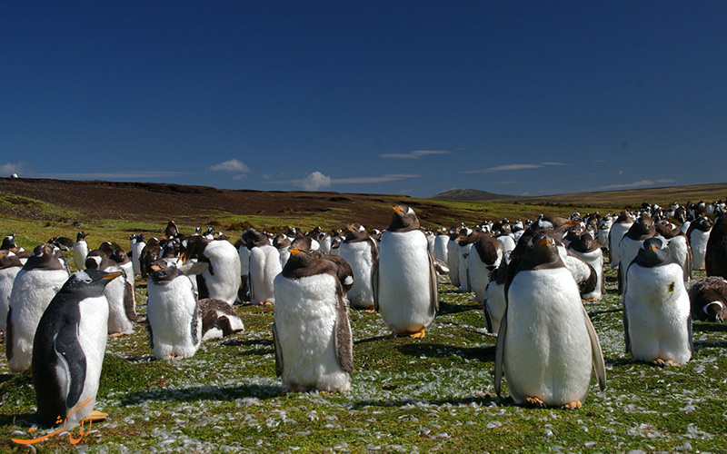پنگوئن های شبه جزیره فالکلند