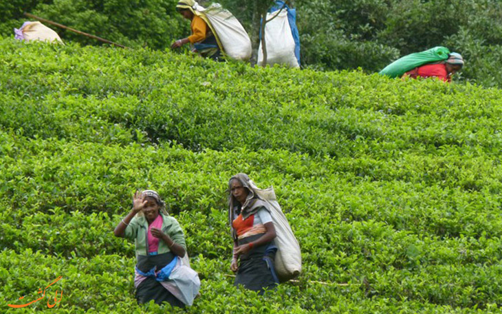 تاریخچه چای در سریلانکا