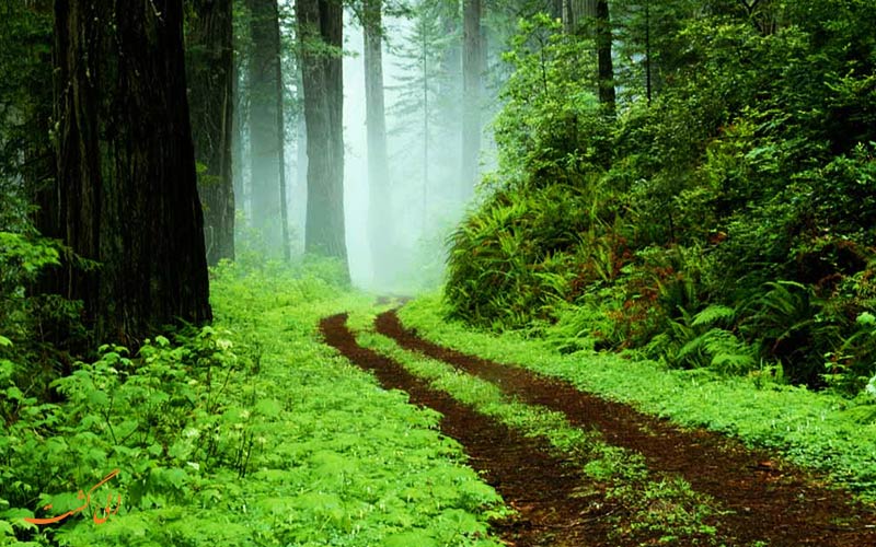 طبیعت گردی در گیلان طبیعت گردی در گیلان