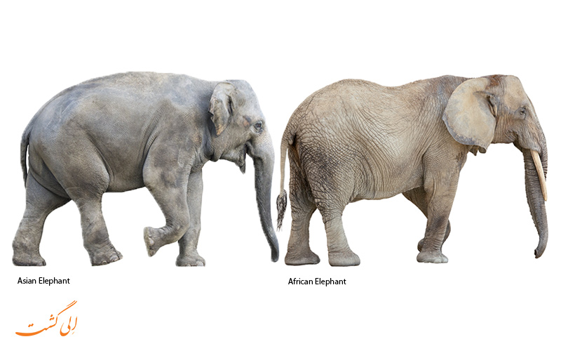 فرق فیل آفریقایی و آسیایی