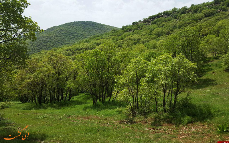 جنگل نای انگیز در استان لرستان