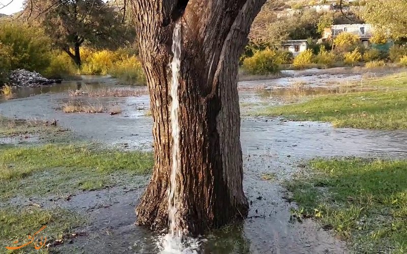 درختی که از آن آب بیرون می ریزد