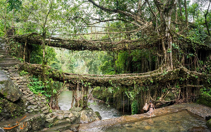 پل ریشه ‌ای چراپونجی در مگالایا