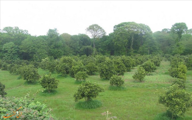 روستای زیبای کوتنا روستای زیبای کوتنا