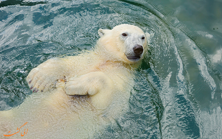 خرس قطبی کانادا