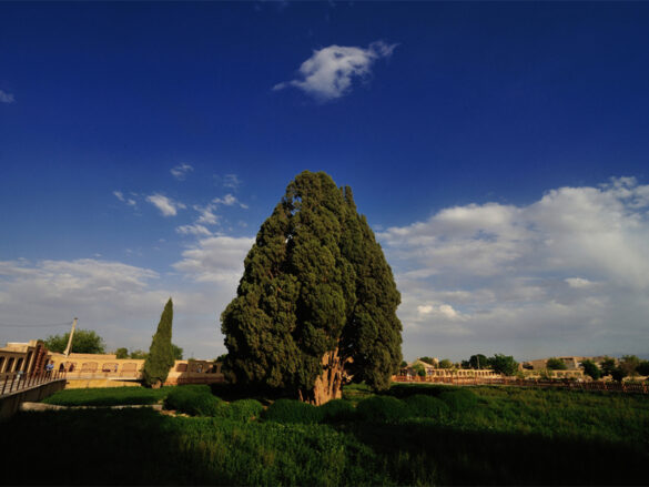 درخت سرو ابرکوه
