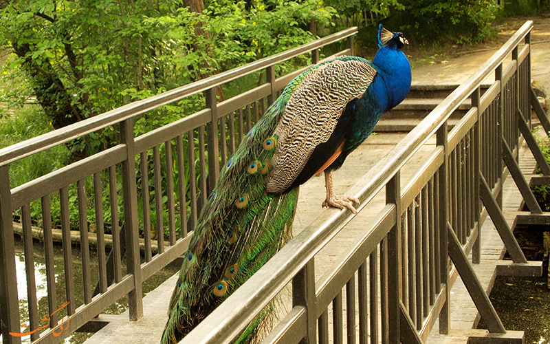 طاووس های زیبای پارک لازینکی