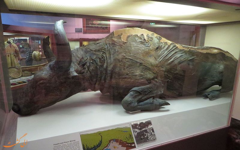 مومیایی گاومیش در موزه
