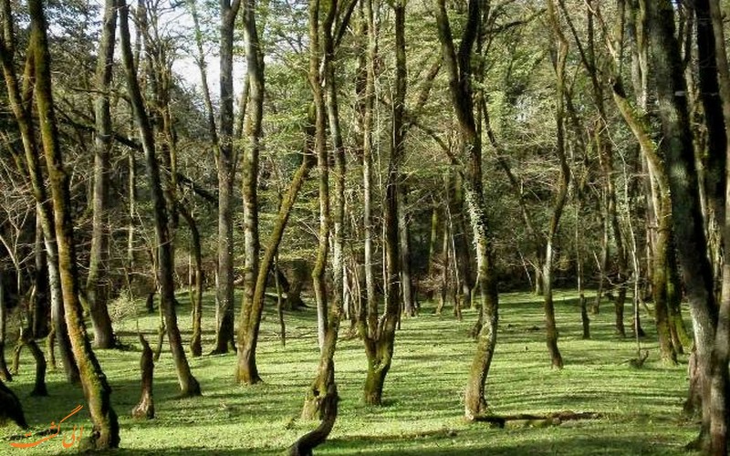 پارک جنگلی نور مازندران پارک جنگلی نور مازندران