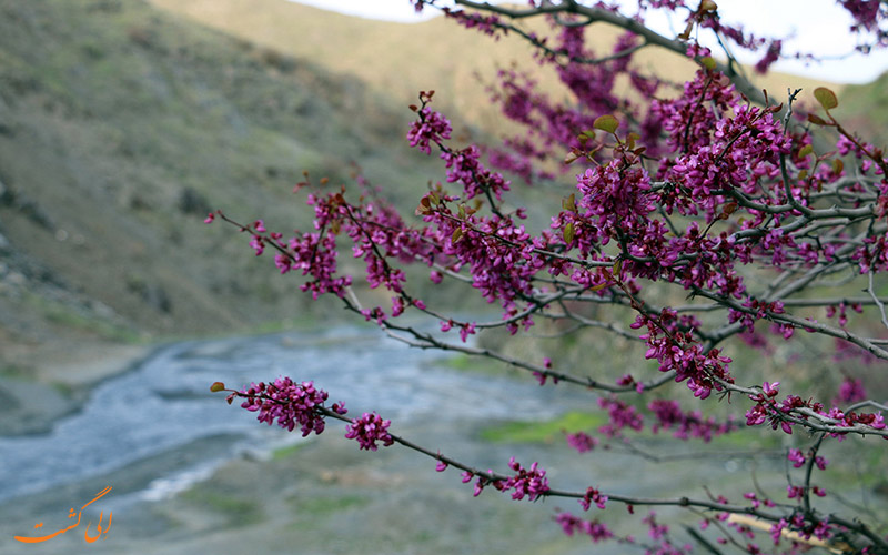 دره ارغوان