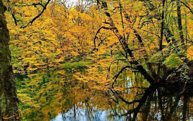 دریاچه فراخین در دل جنگل