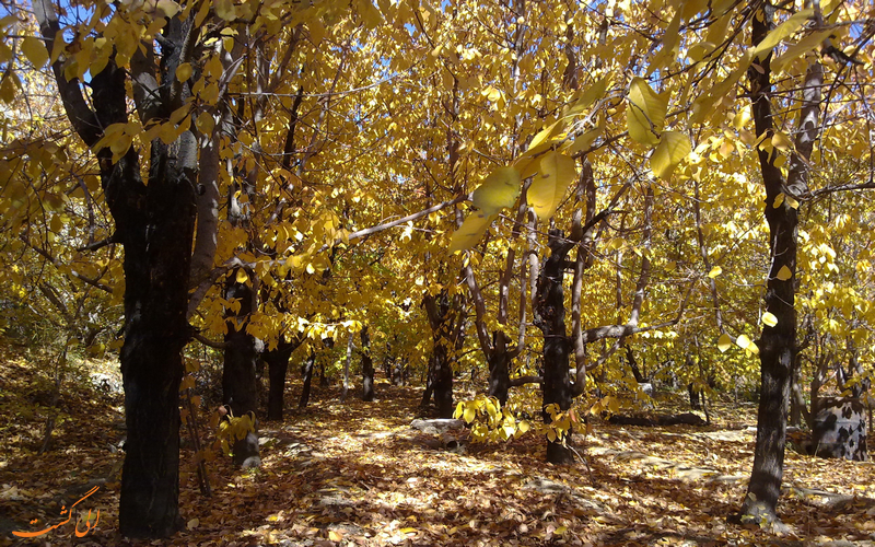 روستای واریش و وردیج