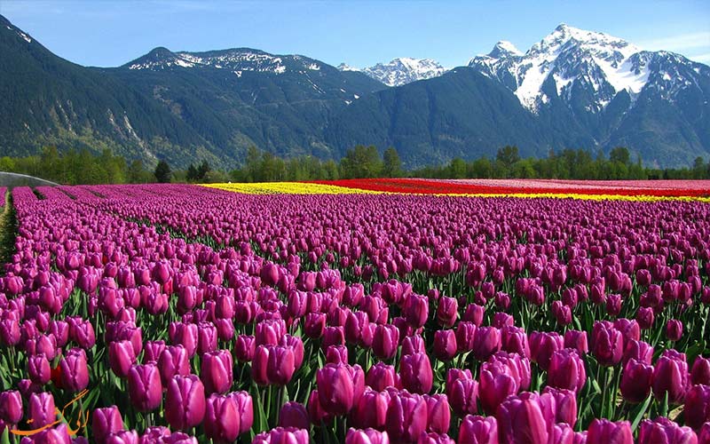 روز جهانی گل روز جهانی گل