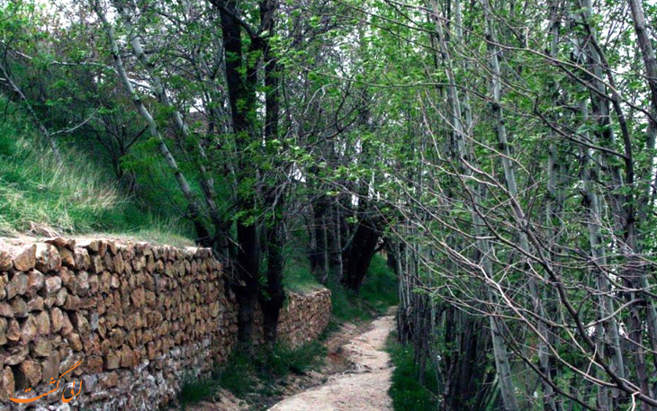 پوشش گیاهی روستای قلات