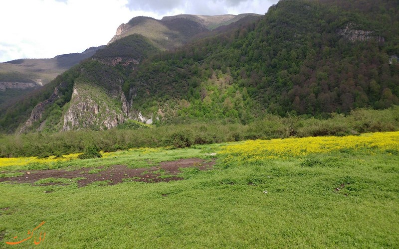 دشت ناز