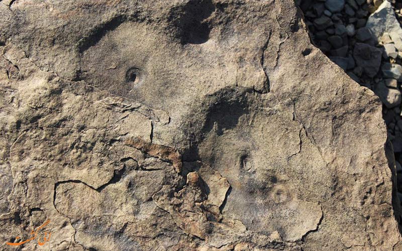 کشف فسیل 558 میلیون ساله