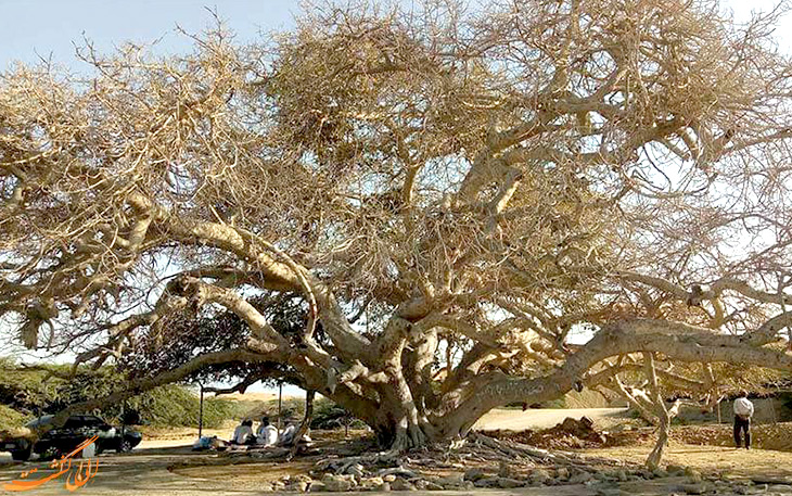 درخت مکر زن