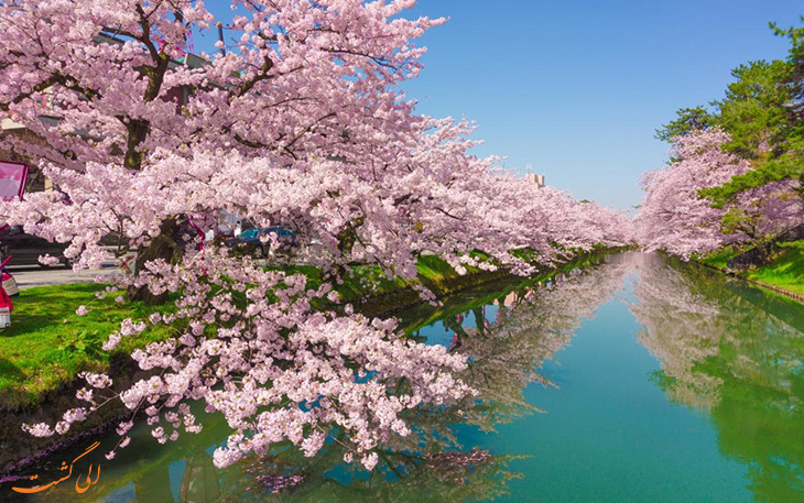 فستیوال فانوس‌های شکوفه‌ی گیلاس ژاپن