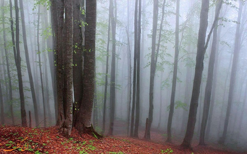 جنگل راش در سوادکوه مازندران