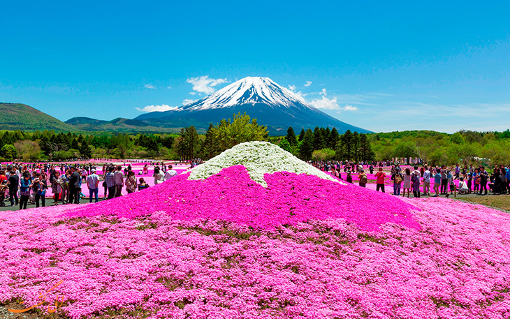 Fuji Shibakakura Festival, Japan