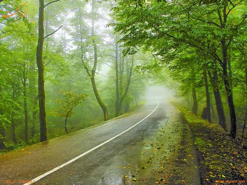جنگل های شمال ایران - الی گشت