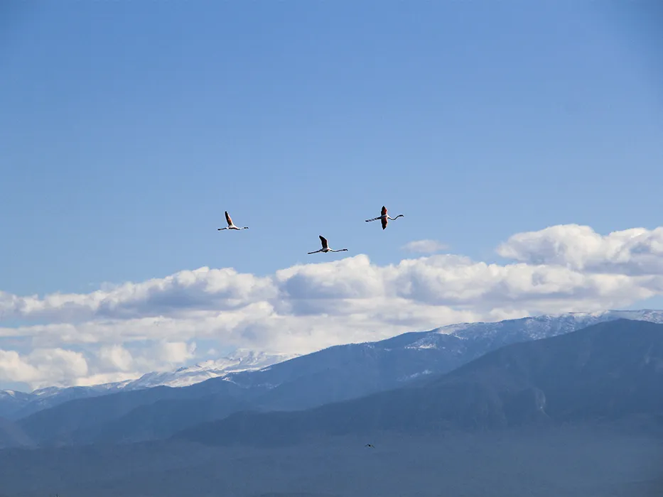 پرندگان تالاب