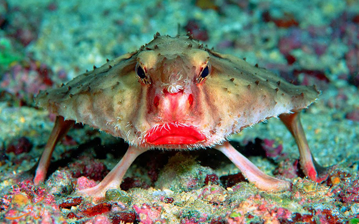 ماهی با لب های قرمز