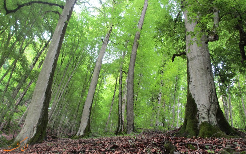 جنگل زیبای راش سوادکوه