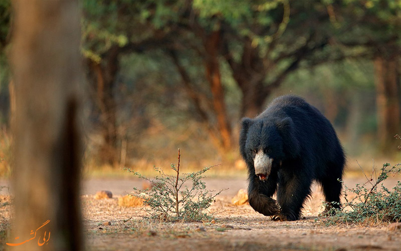 حیوانات حیات وحش- خرس تنبل هند