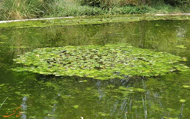 مرداب کندوچال مرداب کندوچال