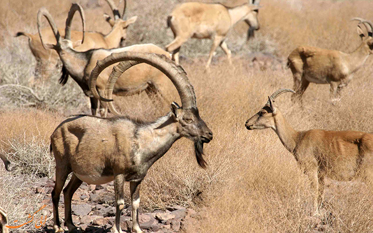 پارک ملی سیاهکوه