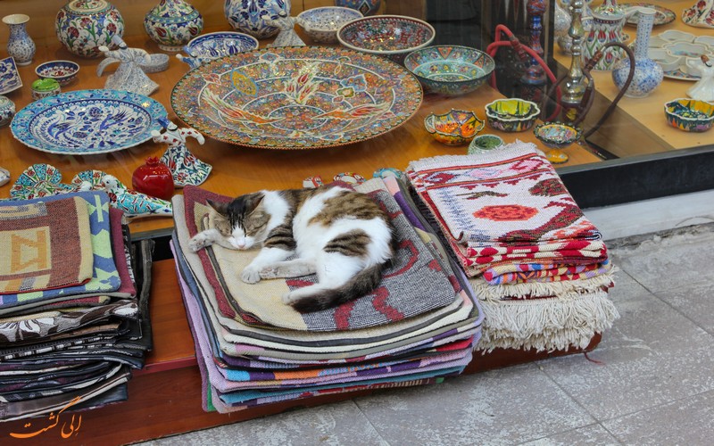 زندگی گربه ها در شهر استانبول