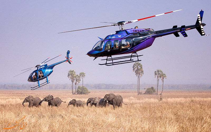 جابه جایی حیوانات با هوایپما-شکار فیل