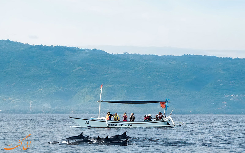 تماشای دلفین ها در بالی