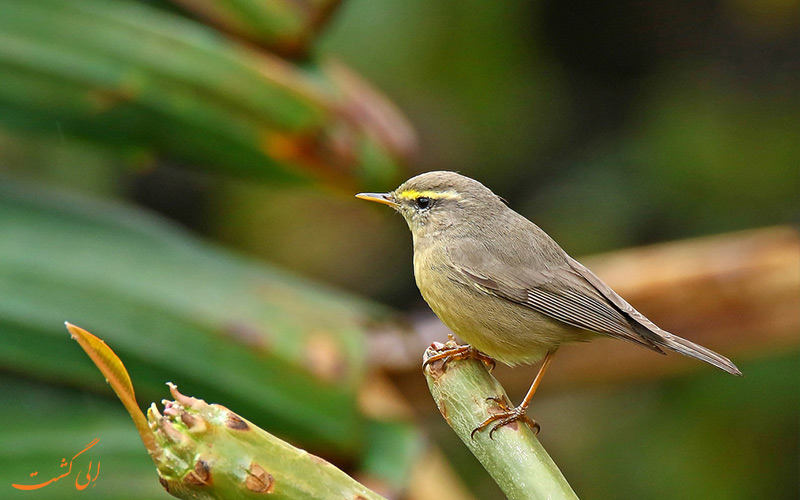 انواع پرندگان در پارک ملی گوا