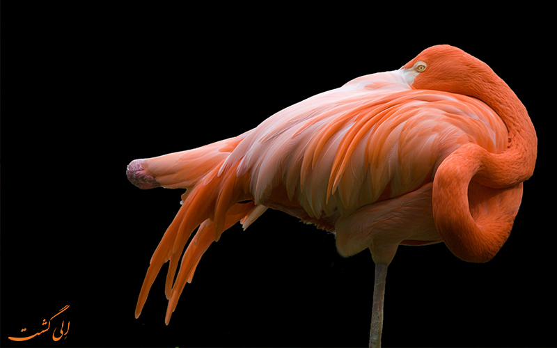 عکاسی از پرنده فلامینگو