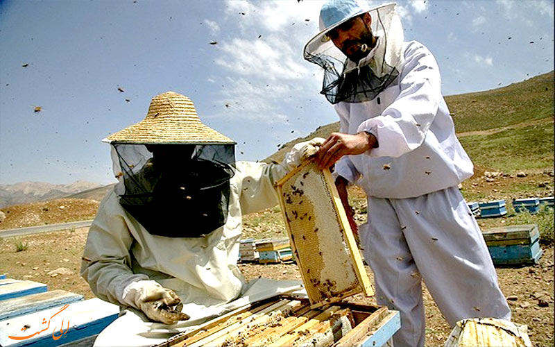 بهترین عسل های ایران-عسل بیرجند بهترین عسل های ایران-عسل بیرجند