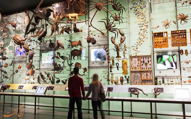موزه تاریخ طبیعی آمریکا