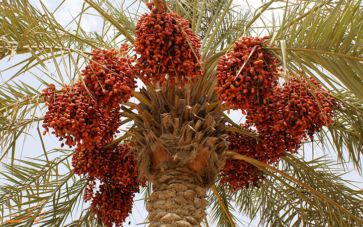 خرما خرما