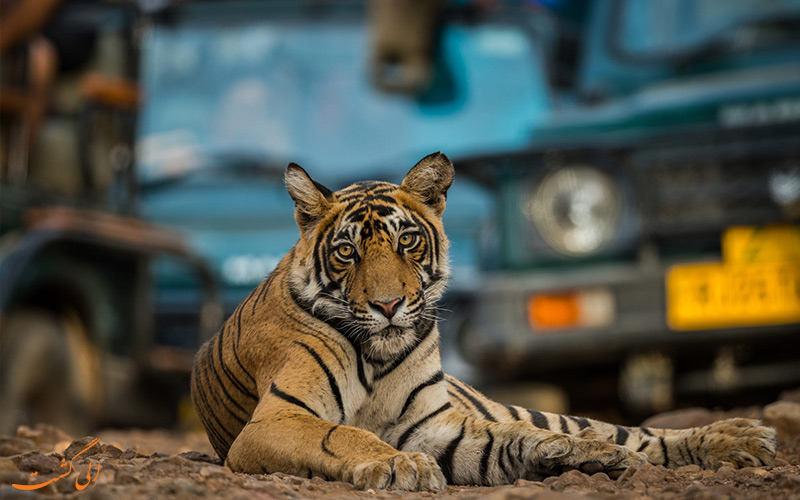 سافاری پارک ملی رامتانبور هند